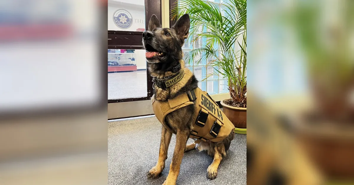 A Suspect In Colorado Shoots And Kills A Police Dog 
